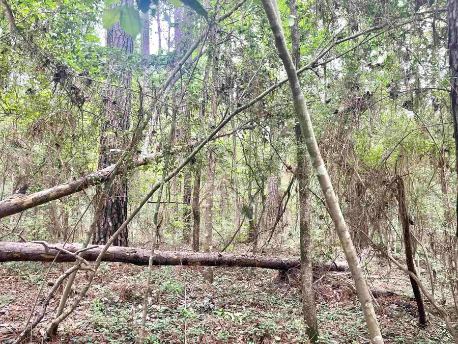 Lot: 532 Starfish Dr., Hemphill, TX 75948 - #2