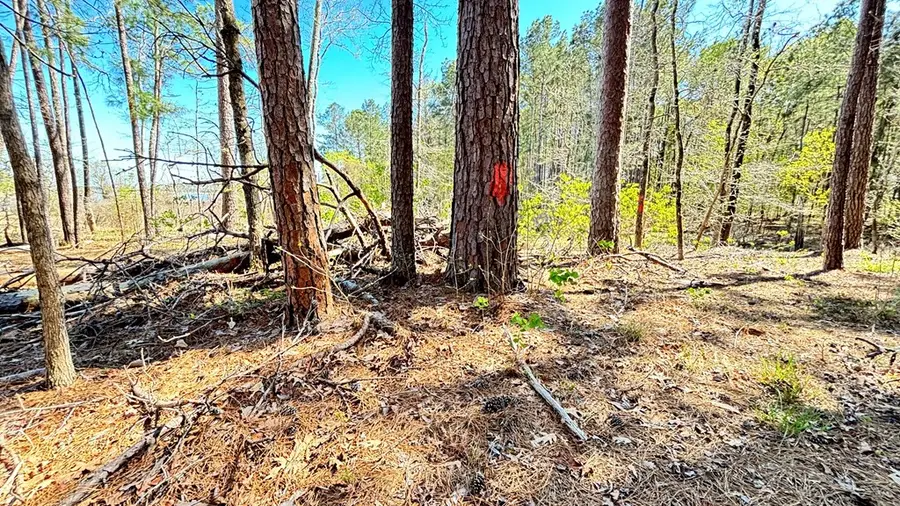 579 Pr 8480, Broaddus, TX 75929 - #2