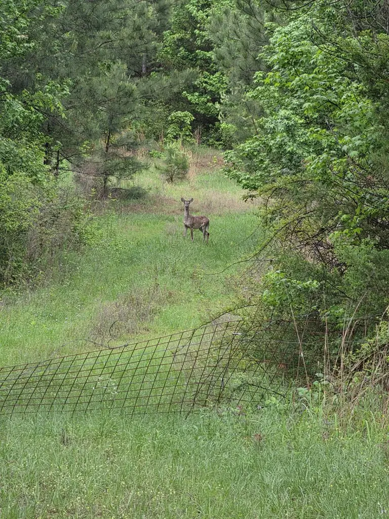 AB 399 C Cr 405, San Augustine, TX 75972 - #2