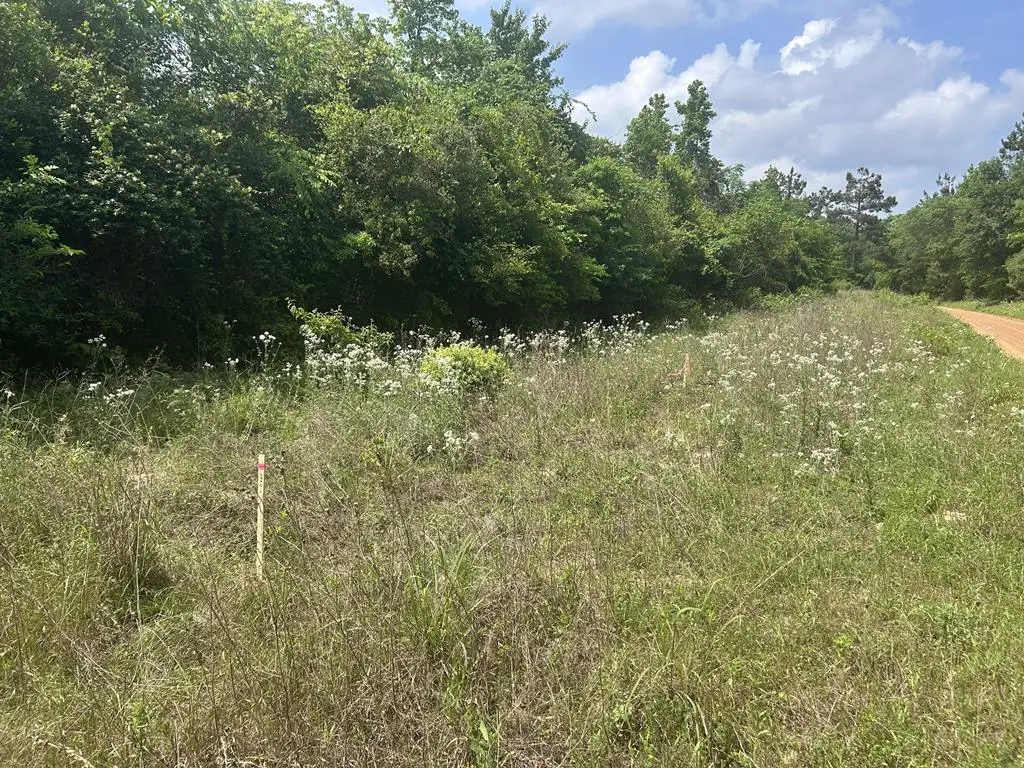 Lot 12 CR 175 Dobbs Rd, Garrison, TX 75946 - #1