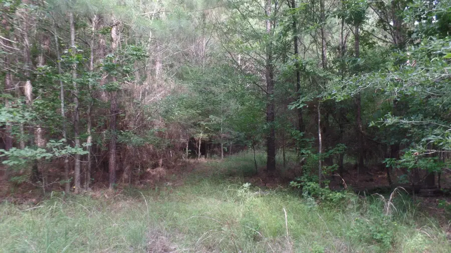 R00711-38.65 ac County Road 20, Jasper, TX 75951 - #2