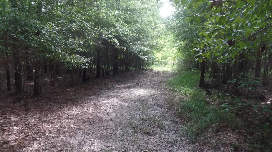 R00711-38.65 ac County Road 20, Jasper, TX 75951 - #3