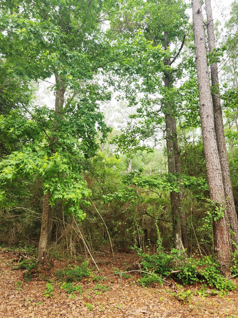 PID 21805 Private Road 5425, Kirbyville, TX 75956 - #2