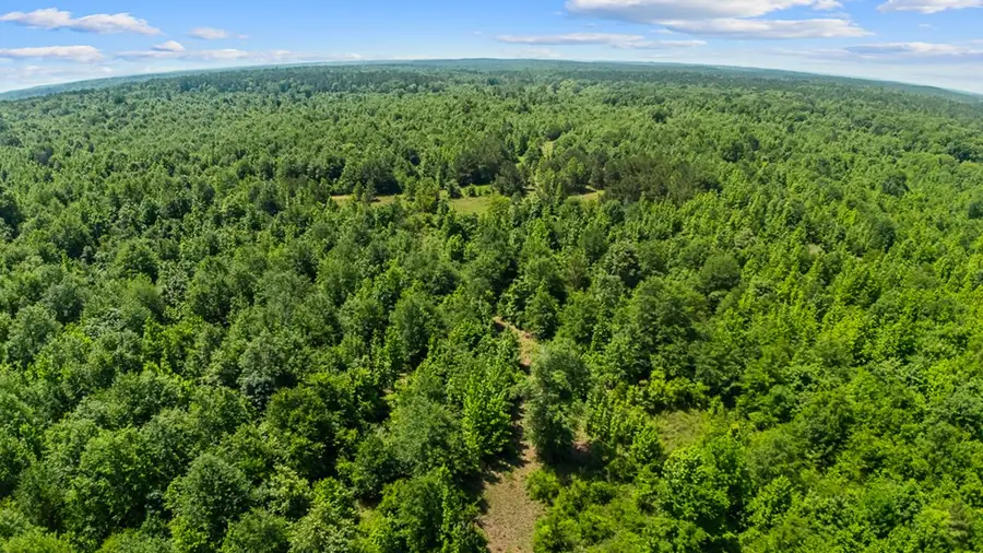 167.022 Acres Cr 425, Chireno Martinsville, TX 75937 - #2