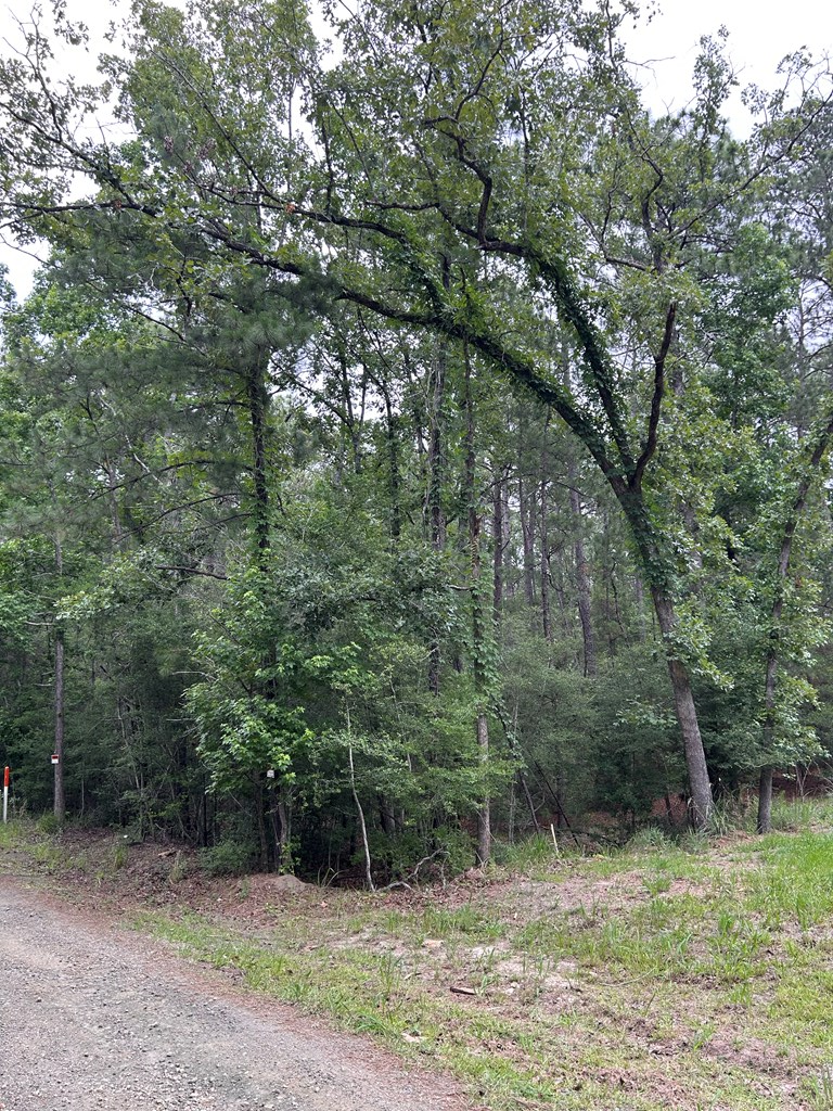 PIDN 34924 Twigwood Drive, Brookeland, TX 75931 - #2