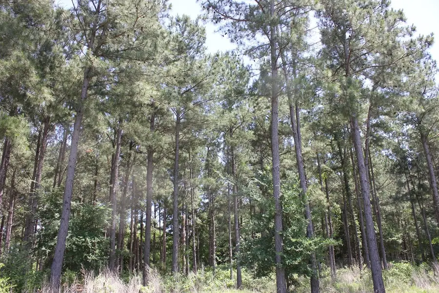 640 County Road 2218, Tennessee Colony, TX 75861 - #2