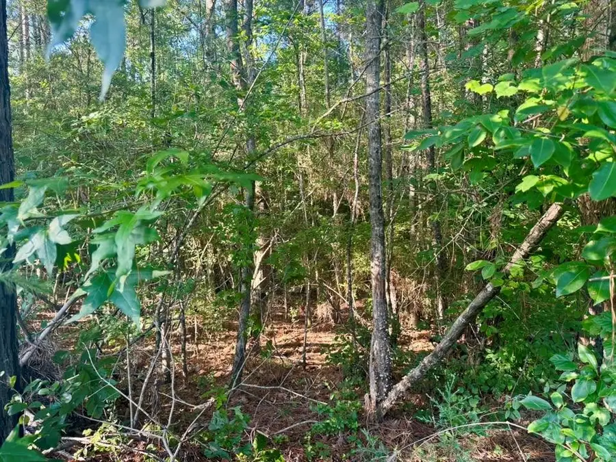 PID# 15463 Co Rd 1039, Burkeville, TX 75932 - #2