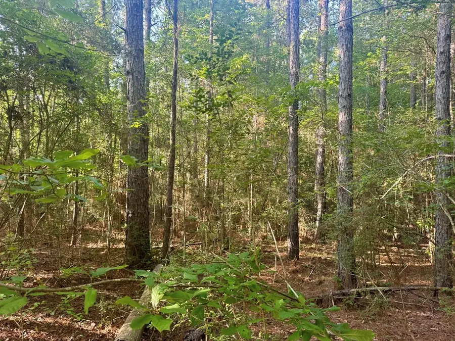 PID# 15463 Co Rd 1039, Burkeville, TX 75932 - #3
