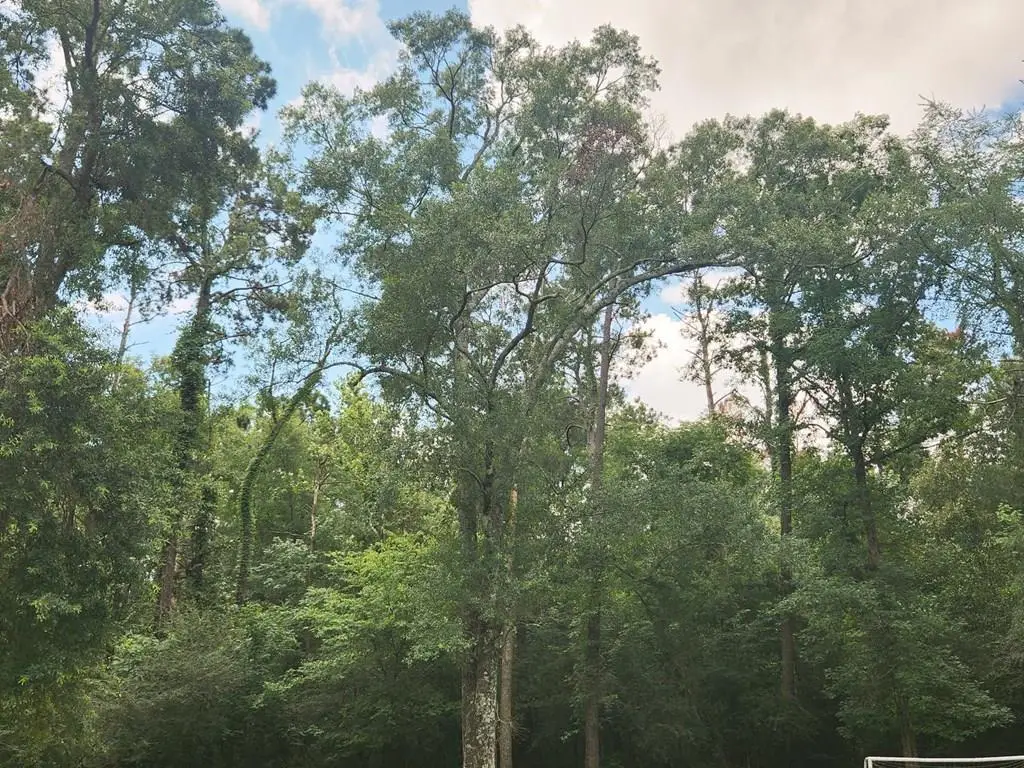 1245 E Gibson Street, Jasper, TX 75951 - #1