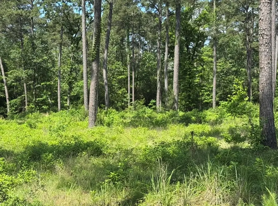 Lot 17 Private Rd 6028, Brookeland, TX 75931 - #2
