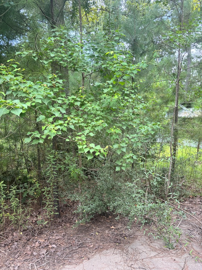 115 Cr 482, Broaddus, TX 75929 - #3