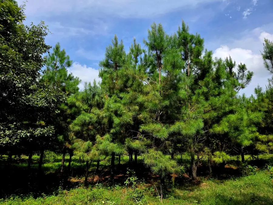 TBD County Road 4816, Timpson, TX 75975 - #3