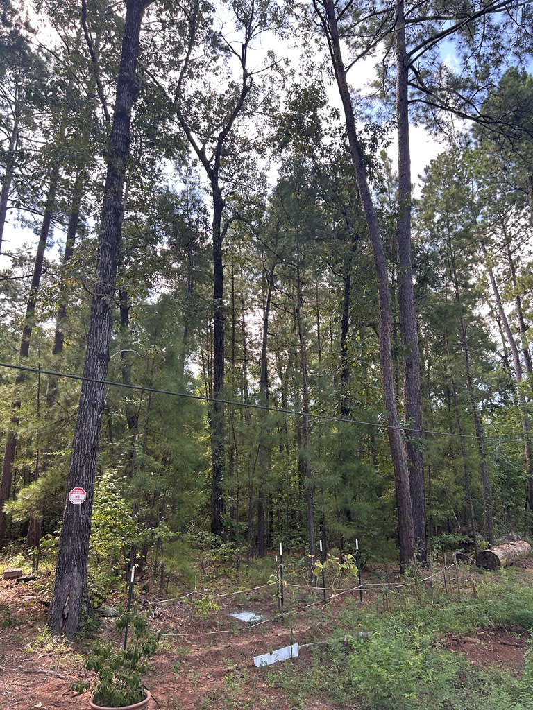 194 Cr 415, Bronson, TX 75930 - #3