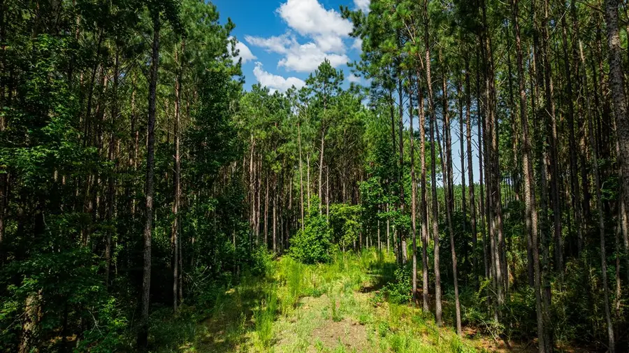 1150 Fm 1751, San Augustine, TX 75972 - #3
