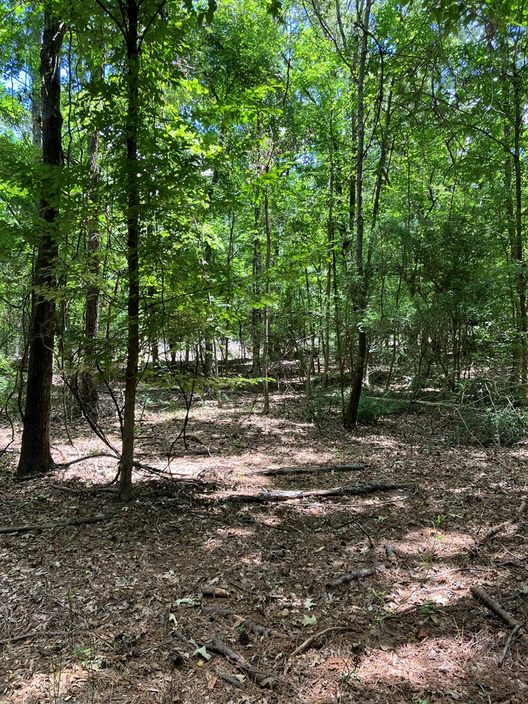 PID 1000016780 Cr 751, Nacogdoches, TX 75964 - #3