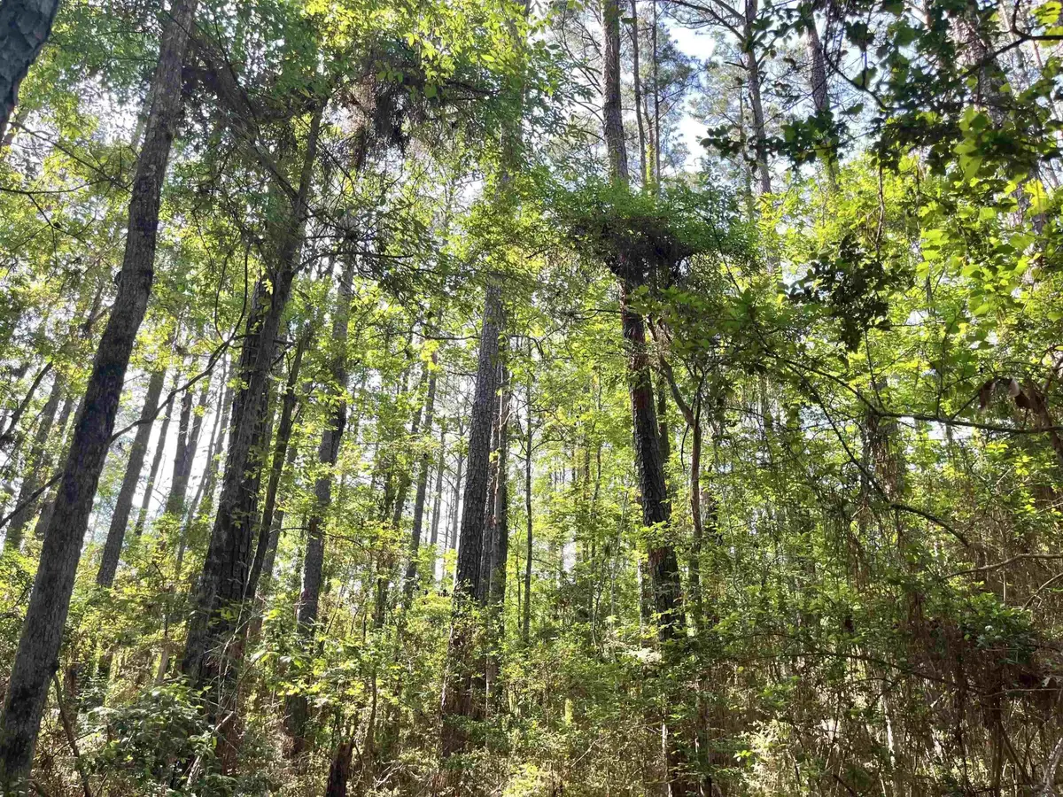 Lot 713 Starfish Dr., Hemphill, TX 75948 - #1