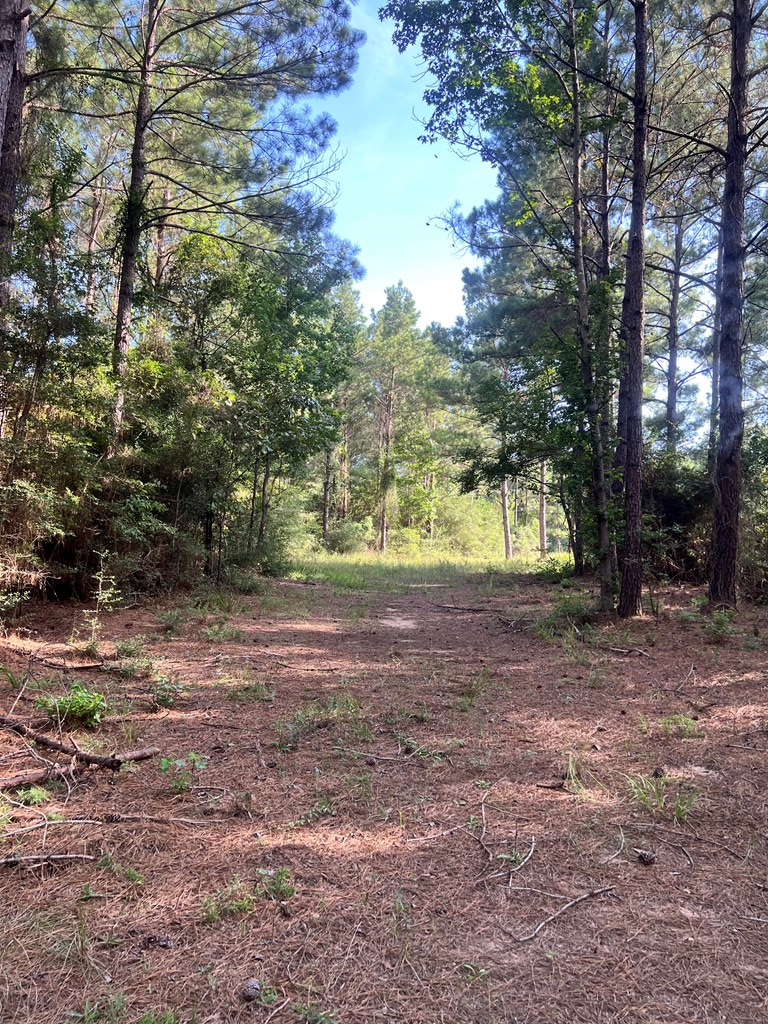 PID#28125 Lot79 Pr 8558, Broaddus, TX 75929 - #3
