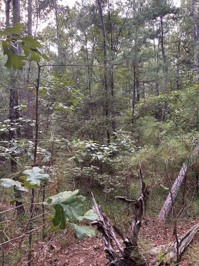 Lot 124 Crooked Branch Road, Brookeland, TX 75931 - #3