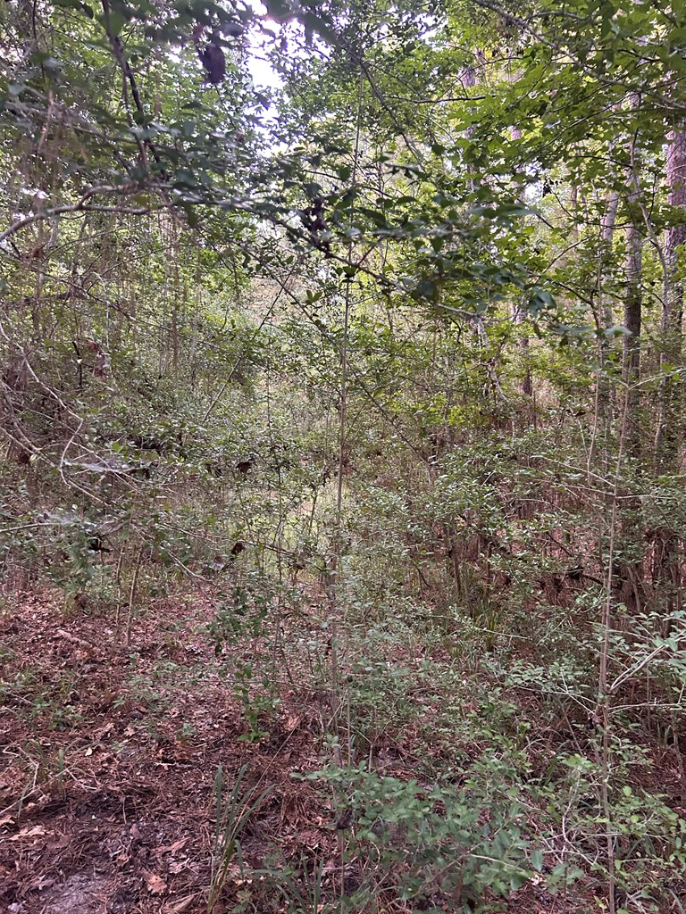 Lots 10 & 11 Crossridge Drive, Brookeland, TX 75931 - #2