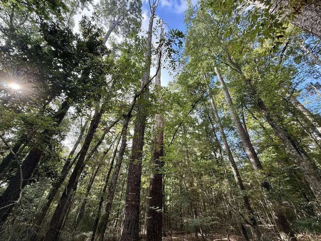 lot # 954 Lakeshore Drive, Hemphill, TX 75948 - #1