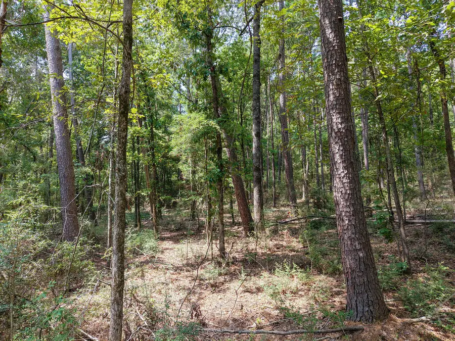 PID 28447 Tall Pines Drive, Broaddus, TX 75929 - #3