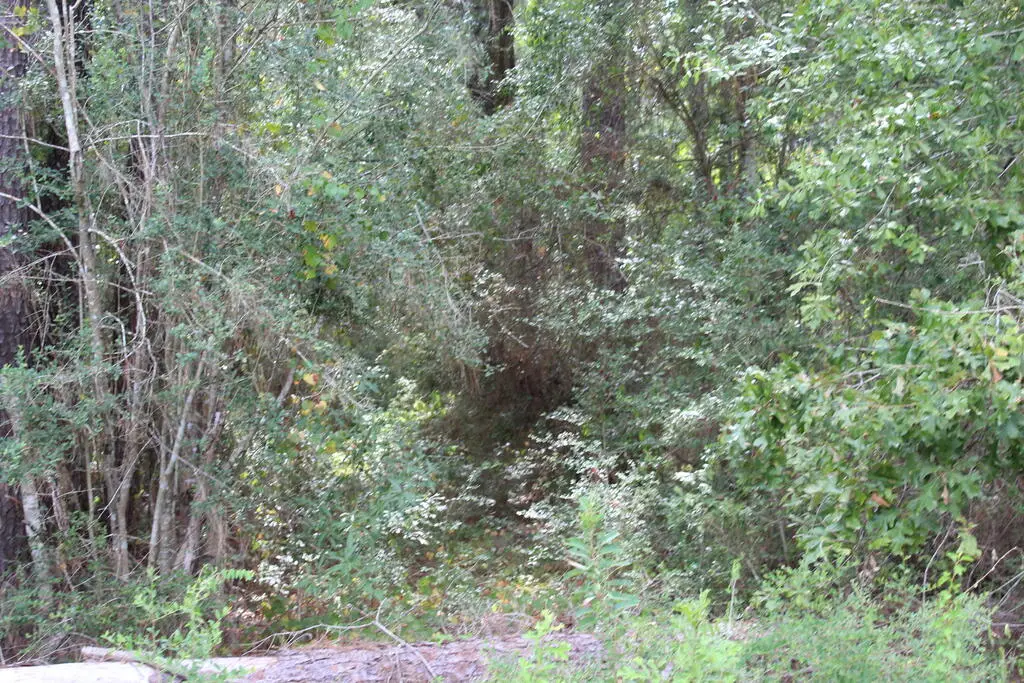 ID 4939 County Road 035, Jasper, TX 75951 - #1