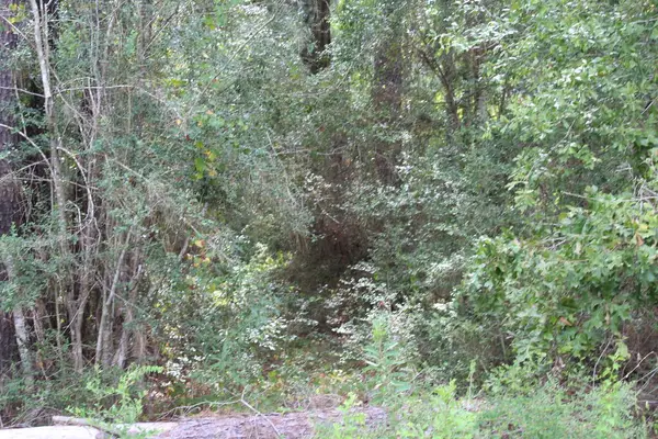 ID 4939 County Road 035, Jasper, TX 75951