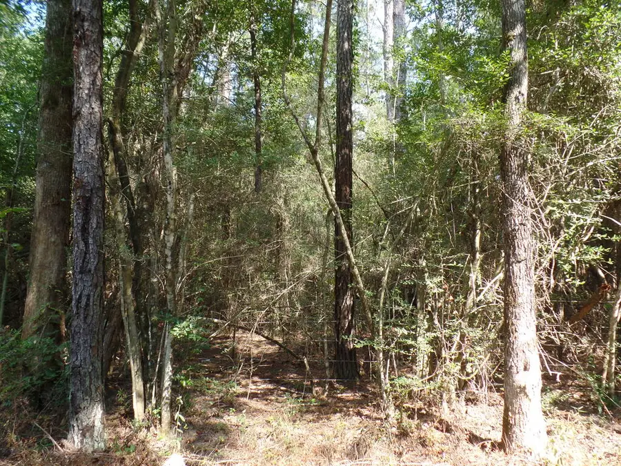 415 County Road 580, Call, TX 75933 - #2