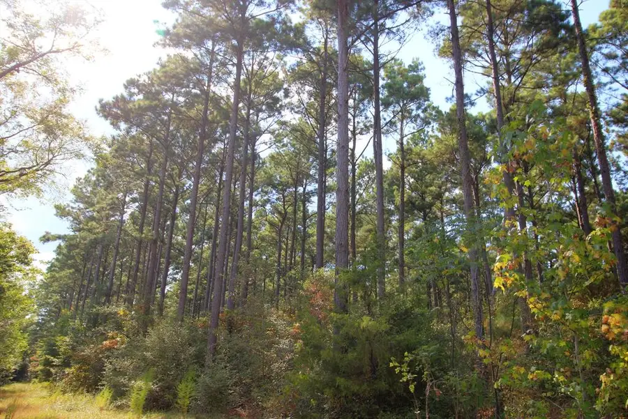 61.88 acres Cr 2920, Alto, TX 75925 - #2