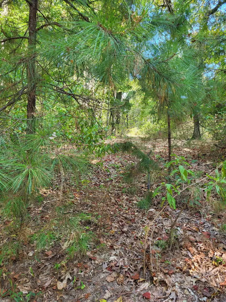 1294 Anders Rd, San Augustine, TX 75972 - #3
