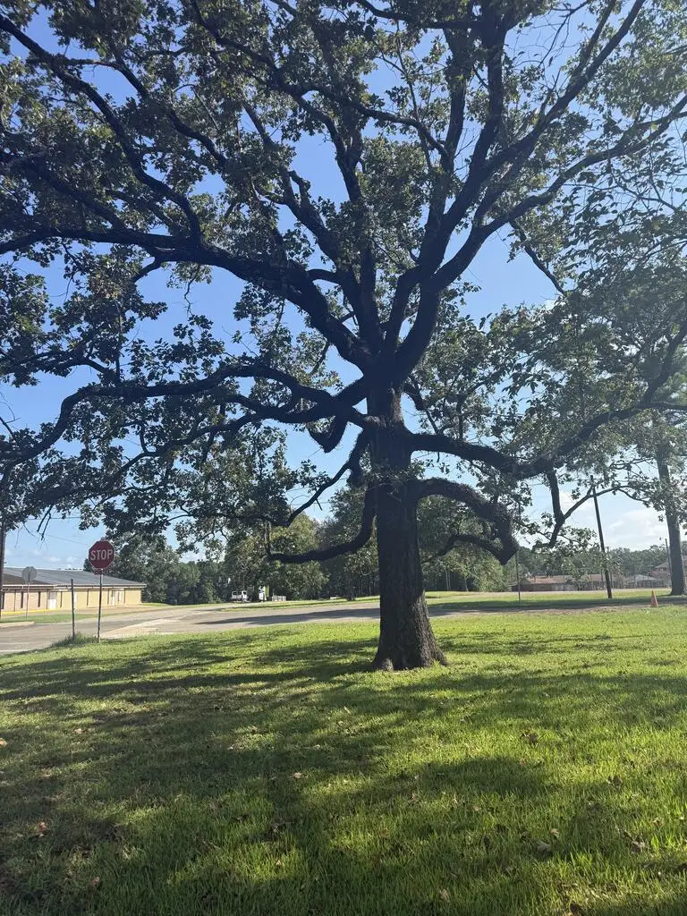 590 Buchanan Street, Broaddus, TX 75929 - #3
