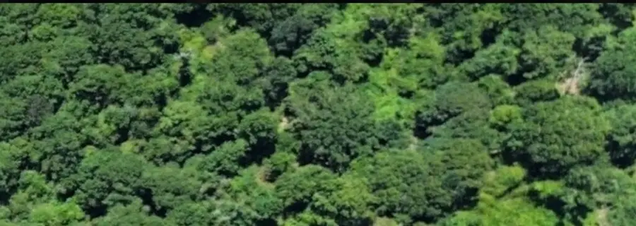 3.50 AC County Road 3103, Call, TX 75933 - #3