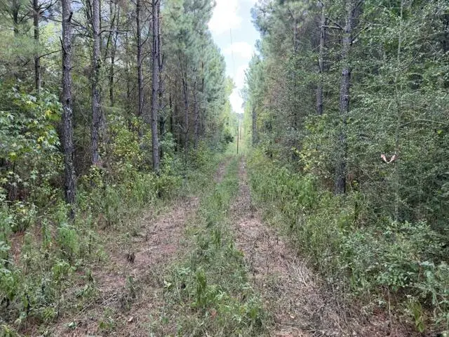 48 Lickskillet Road, San Augustine, TX 75972 - #3