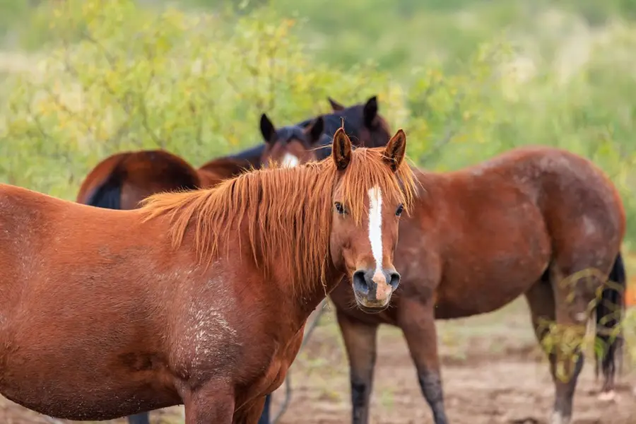 TBD Other, Eldorado, TX 76936 - #2