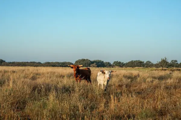 2 County Rd 208, Voca, TX 76887