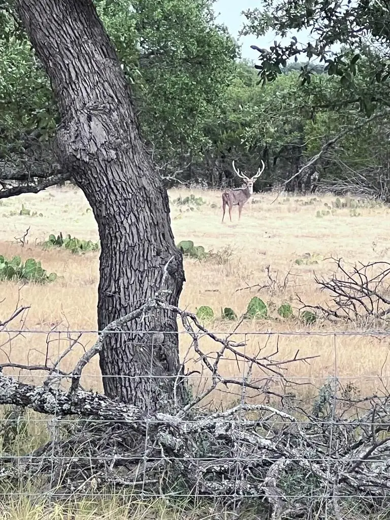 3420 NE County Rd 2596, Sonora, TX 76950 - Image #3