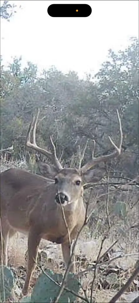 1512 Persimmon Rd, Eldorado, TX 76936