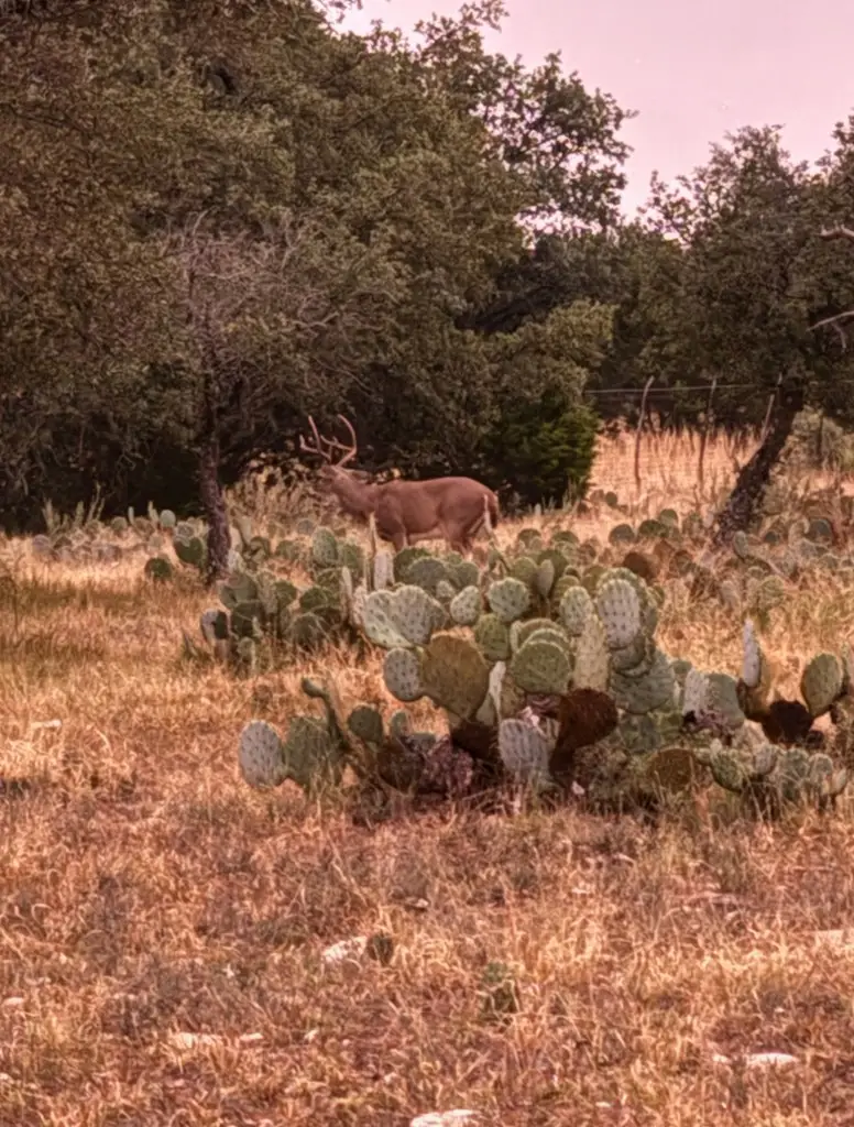 1512 Persimmon Rd, Eldorado, TX 76936 - Image #3