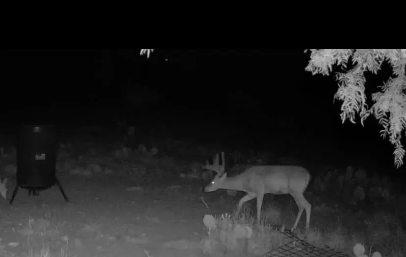 0000 Fm 1828, Eldorado West, TX 78624 - #1