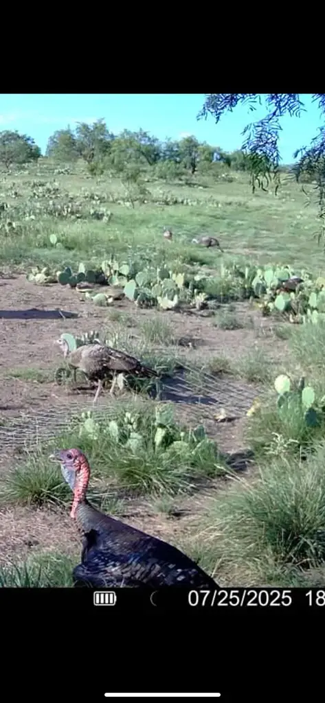 0000 Fm 1828, Eldorado West, TX 78624 - #2