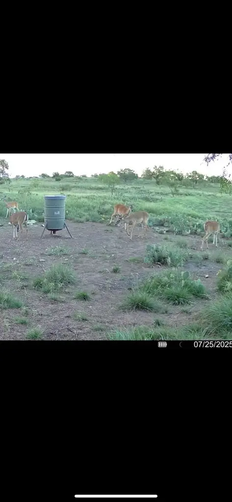 0000 Fm 1828, Eldorado West, TX 78624 - #3