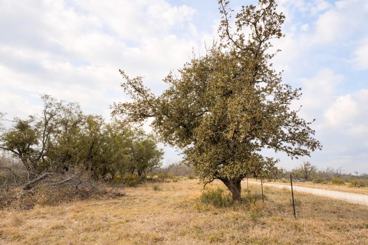 135 Shin Oak Spur, Eden, TX 76837 - #1