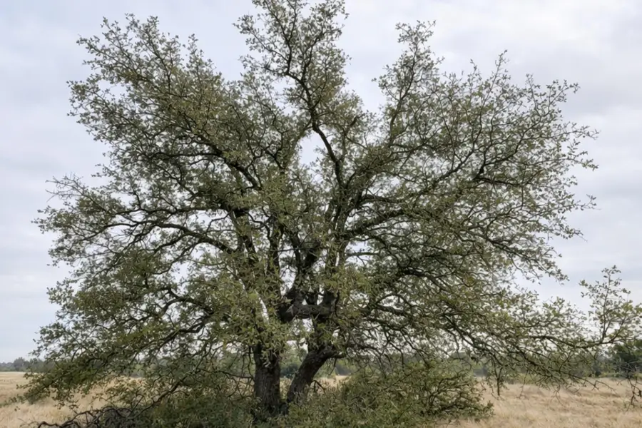 135 Shin Oak Spur, Eden, TX 76837 - #3