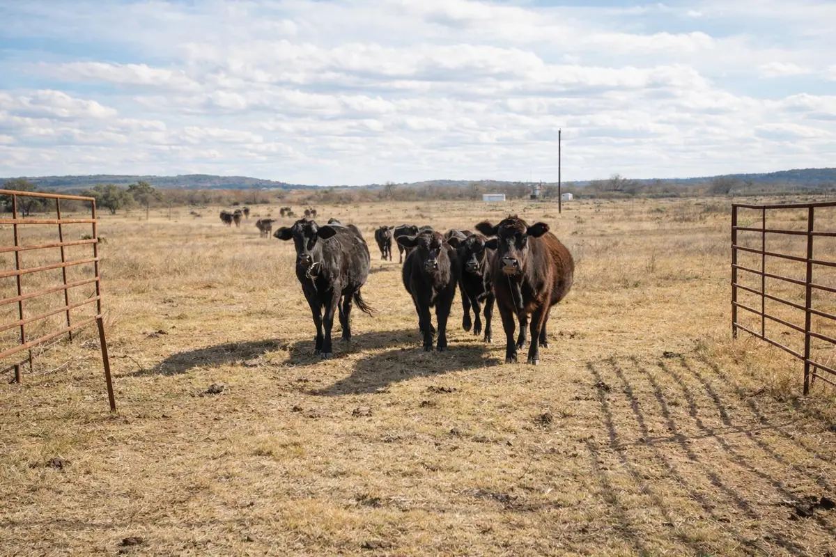 Timber Ridge Timber Ridge Road, Marble Falls, TX 78654 - #1