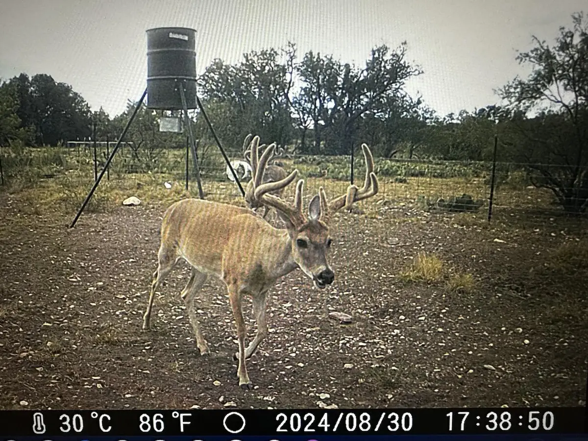 1335 Ocelot Road, Eldorado, TX 76936 - #1