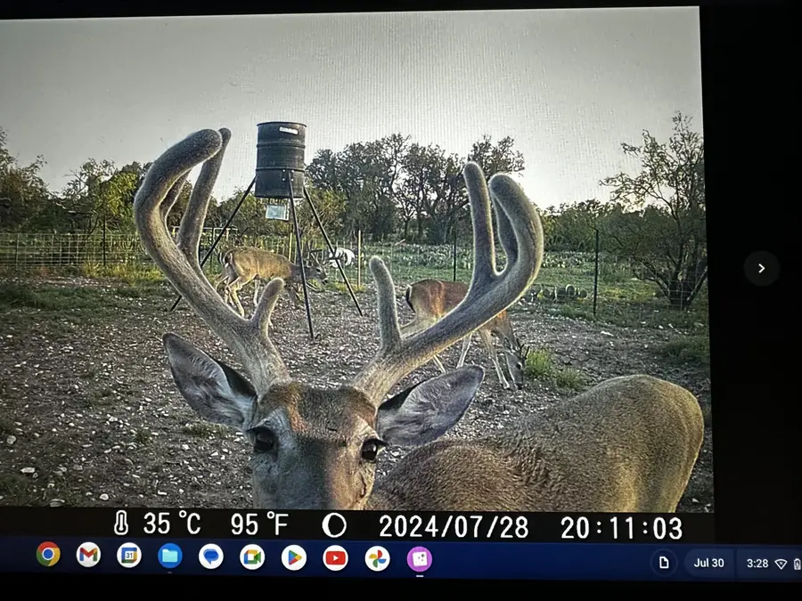 1335 Ocelot Road, Eldorado, TX 76936 - #3