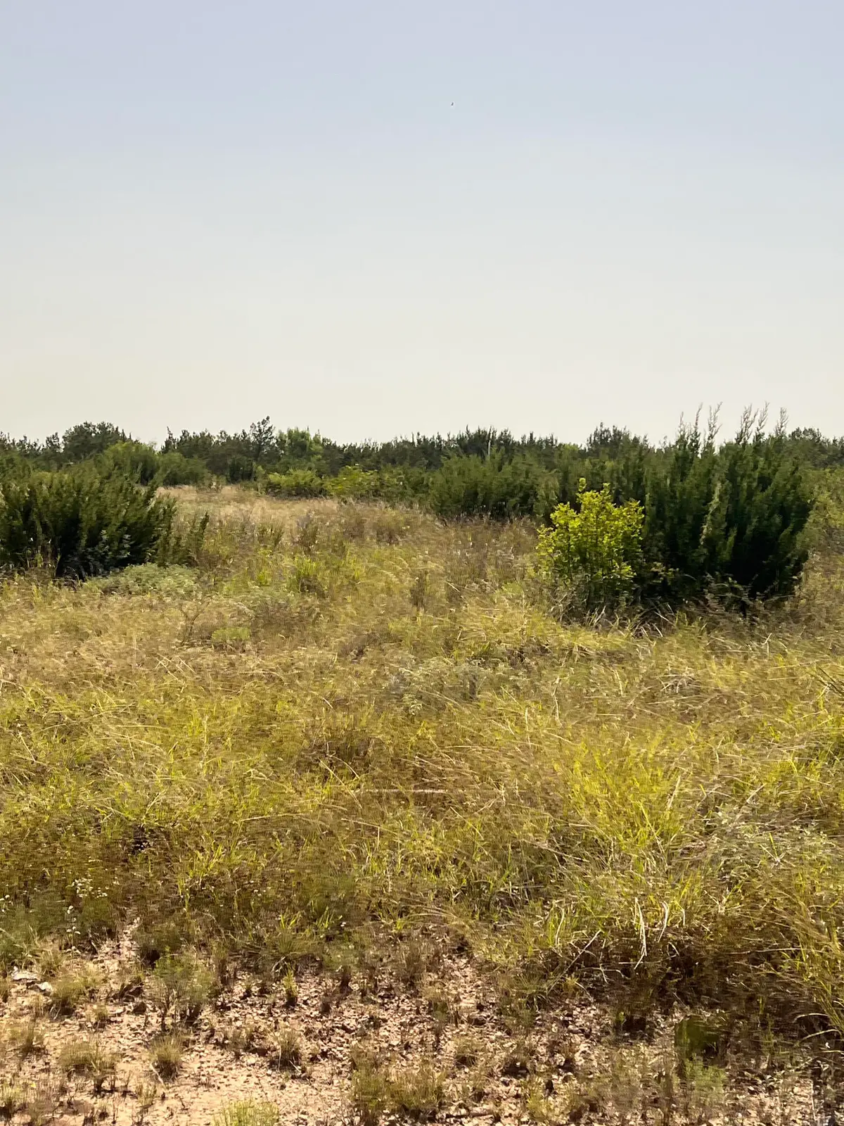 0 Fm 1929, Paint Rock, TX 76866 - #1
