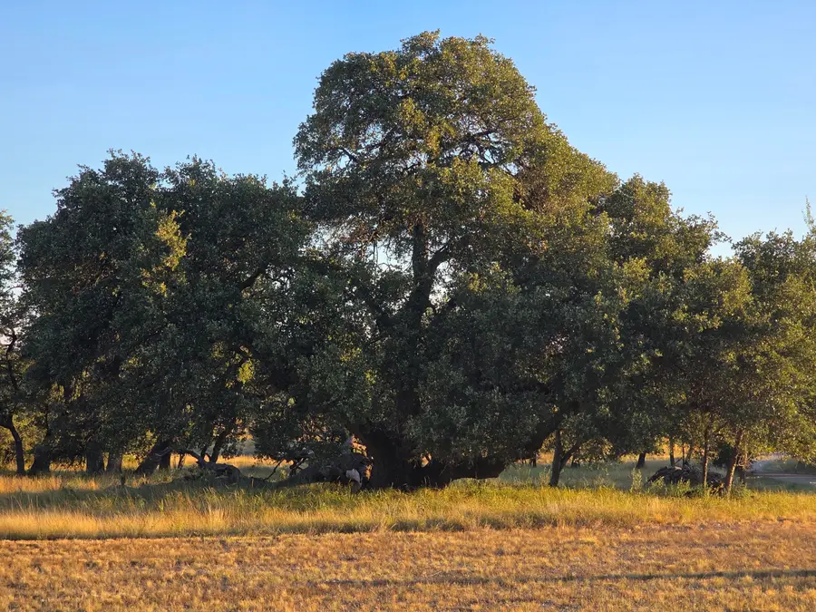 6343 County Road 101, Mertzon, TX 76941 - #2