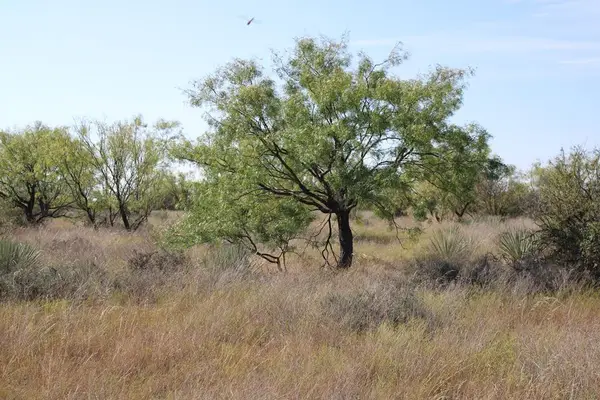 0 County Rd 130 Highway, Ballinger, TX 76821