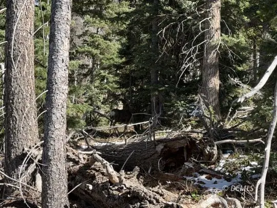 Big Horn, Duck Creek Village, UT 84762 - #2